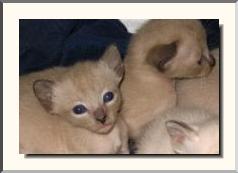  previous tonk babies